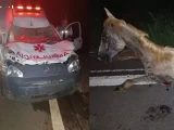 BR-030: Animal na pista provoca acidente com ambulância do município de Carinhanha