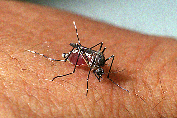 Bahia tem 269 municípios em epidemia de Dengue