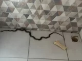Cobra aparece em banheiro de casa em Bom Jesus da Lapa