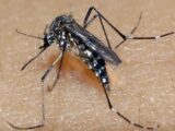 Número de mortes por dengue na Bahia sobe para 64