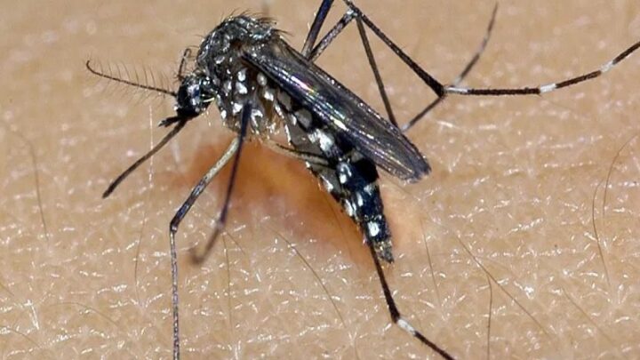 Com 102 mortes, chikungunya tem letalidade maior que dengue no Brasil