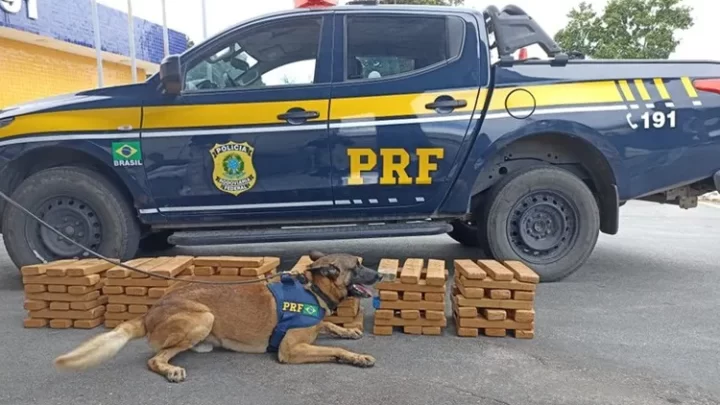 PRF apreende 100 kg de maconha em ônibus na BR-116 em Vitória da Conquista