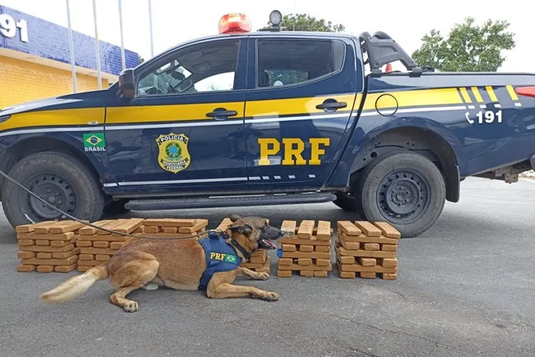 PRF apreende 100 kg de maconha em ônibus na BR-116 em Vitória da Conquista