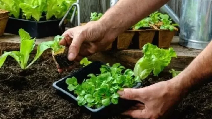 Riacho de Santana: Uneb inicia primeiro curso de Agroecologia do Brasil em licenciatura