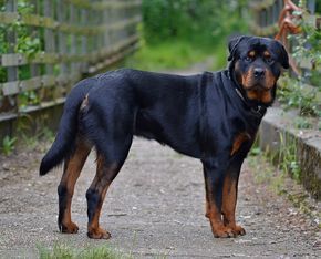 Rotweiller ataca e mata homem que estava abusando sexualmente de vira-lata caramelo