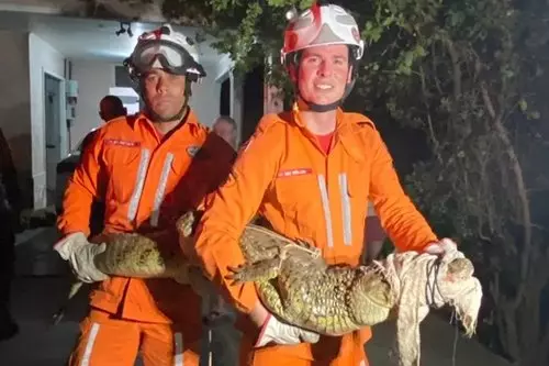 Bombeiros capturam jacaré em jardim de residência na cidade de Guanambi