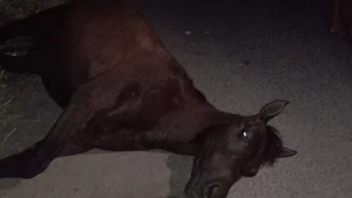 Motociclista fica ferido após colisão com animal solto no bairro Gurungas em Guanambi