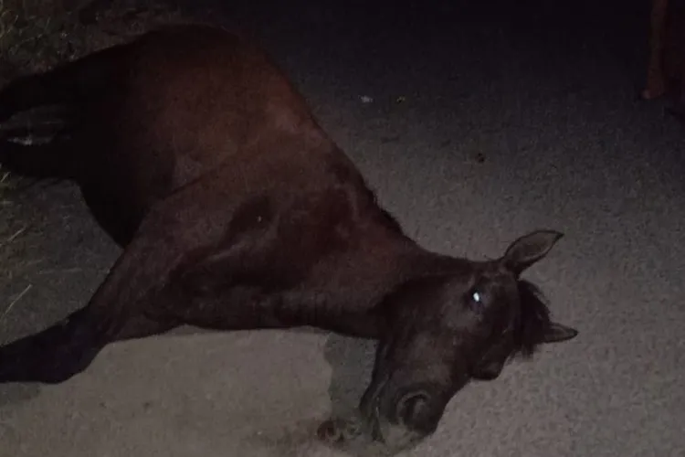 Motociclista fica ferido após colisão com animal solto no bairro Gurungas em Guanambi