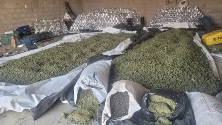 PM e PF apreendem duas toneladas de maconha em Sebastião Laranjeiras