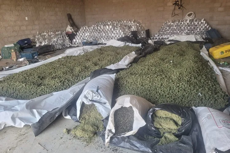 PM e PF apreendem duas toneladas de maconha em Sebastião Laranjeiras