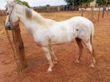 SMTRAN de Guanambi recolhe cavalos abandonados em via pública; proprietários são multados e podem responder judicialmente pela prática