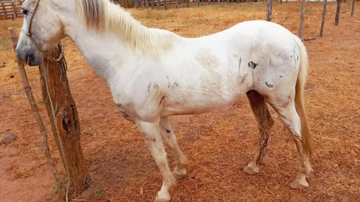 SMTRAN de Guanambi recolhe cavalos abandonados em via pública; proprietários são multados e podem responder judicialmente pela prática