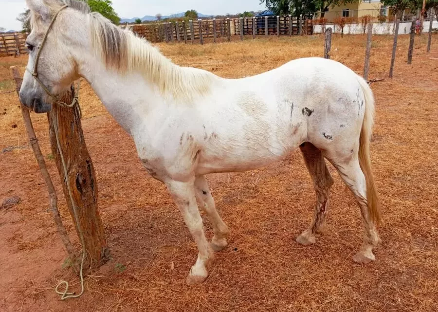 SMTRAN de Guanambi recolhe cavalos abandonados em via pública; proprietários são multados e podem responder judicialmente pela prática