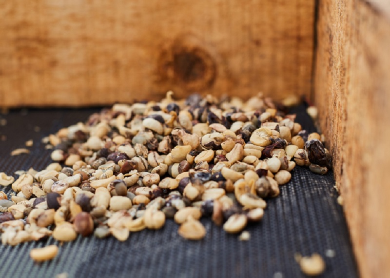 Marca de café em Vitória da Conquista é desclassificada para consumo pelo Ministério da Agricultura