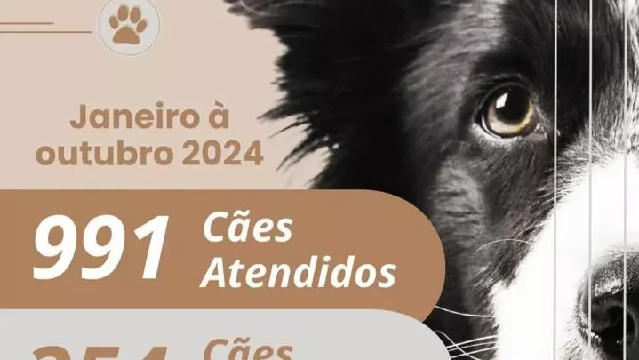 Centro de Controle de Natalidade Canina de Guanambi realizou 350 castrações nos primeiros dez meses deste ano