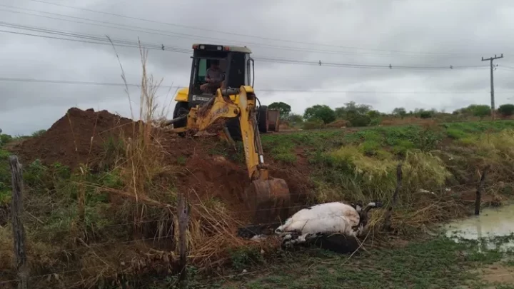 Caminhoneiro bate em vaca e animal morre na BA-573 em Guanambi