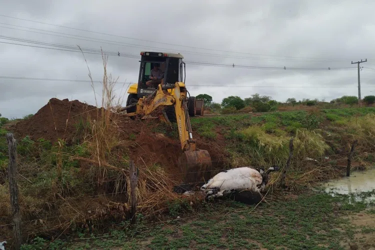 Caminhoneiro bate em vaca e animal morre na BA-573 em Guanambi