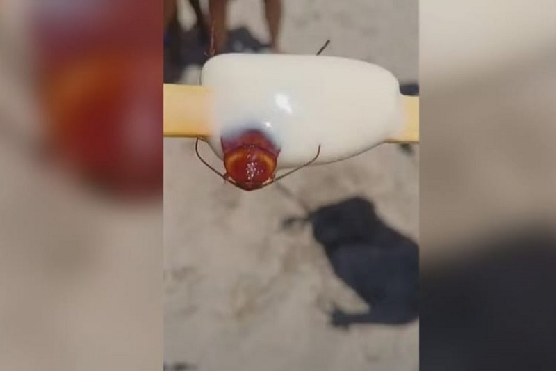 Fábrica de picolés é fechada após cliente encontrar barata em produto Fábrica de picolés é fechada após cliente encontrar barata em produto