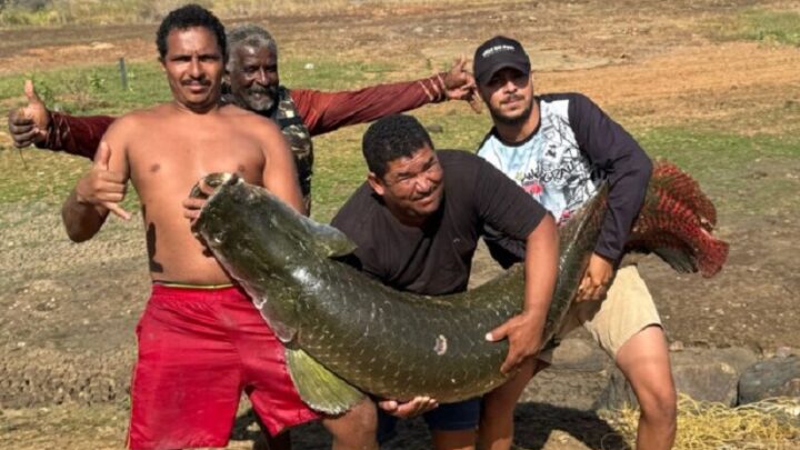 Pescadores capturam pirarucu de 87 kg em barragem de Dom Basílio