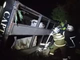 Dezenas de bovinos são retirados de caminhão após acidente em Bom Jesus da Lapa