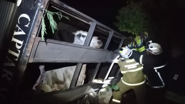 Dezenas de bovinos são retirados de caminhão após acidente em Bom Jesus da Lapa