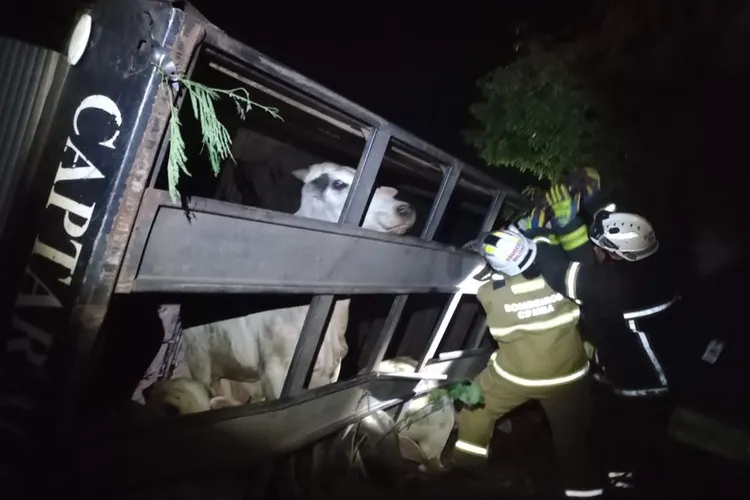 Dezenas de bovinos são retirados de caminhão após acidente em Bom Jesus da Lapa Dezenas de bovinos são retirados de caminhão após acidente em Bom Jesus da Lapa