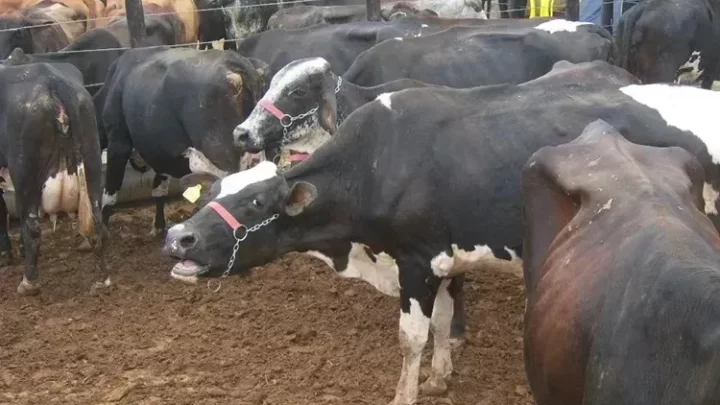Adab celebra conquista de certificado de zona livre da aftosa sem vacinação