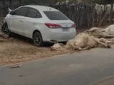 Dirigindo em alta velocidade, condutor mata dois animais e fere outros quatro em Brumado