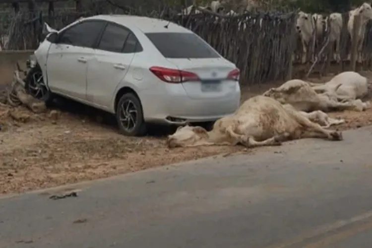 Dirigindo em alta velocidade, condutor mata dois animais e fere outros quatro em Brumado Dirigindo em alta velocidade, condutor mata dois animais e fere outros quatro em Brumado