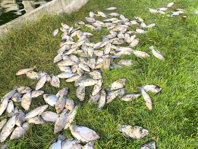 Produtor rural registra prejuízo após morte de quase 2 mil peixes por falta de energia em Feira da Mata