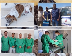 Canil de Guanambi atendeu 3.545 cães em 2025, castrando 403 animais e acolhendo vítimas de maus-tratos