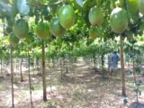 Livramento de Nossa Senhora se consolida como maior produtora de maracujá do Brasil