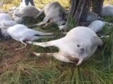Raio mata 16 cabeças de gado durante tempestade na zona rural de Piripá Raio mata 16 cabeças de gado durante tempestade na zona rural de Piripá