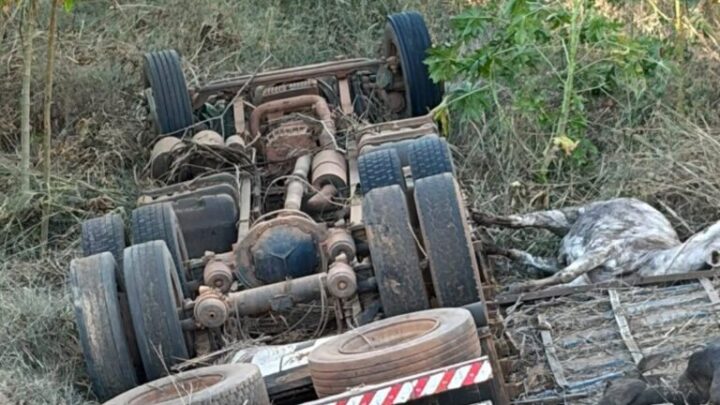 Carreta carregada com gado tomba na BR-242 e deixa dois homens mortos em Muquém do São Francisco