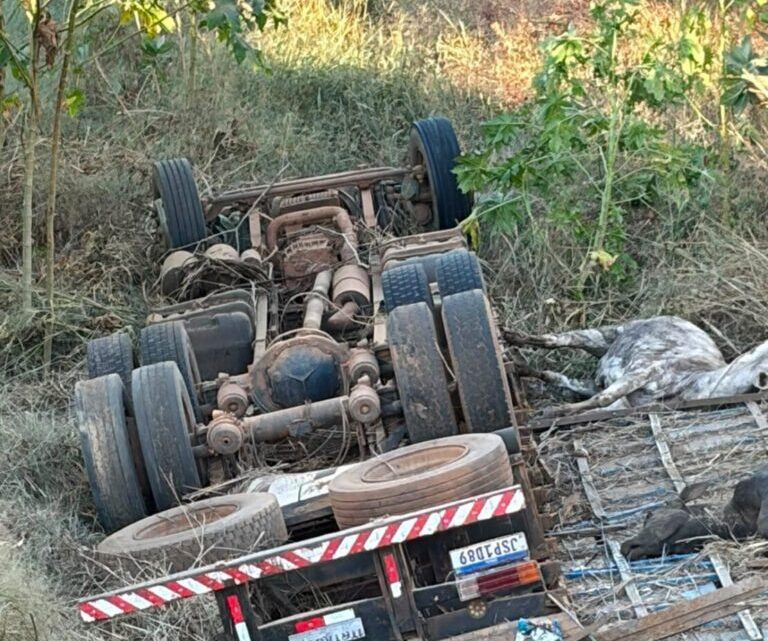 Carreta carregada com gado tomba na BR-242 e deixa dois homens mortos em Muquém do São Francisco