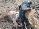 Cabrito nasce com malformação na cabeça e assusta moradores em Malhada