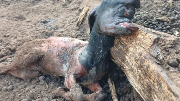 Cabrito nasce com malformação na cabeça e assusta moradores em Malhada