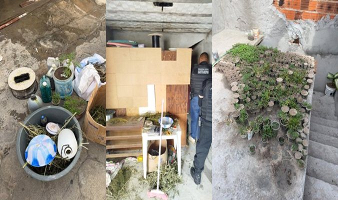 Operação integrada encontra plantação com cerca de 3 mil pés de maconha e prende suspeito em Caetité