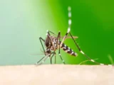 Alerta na Bahia: Casos de chikungunya disparam mais de 150% em 2026 Alerta na Bahia: Casos de chikungunya disparam mais de 150% em 2026