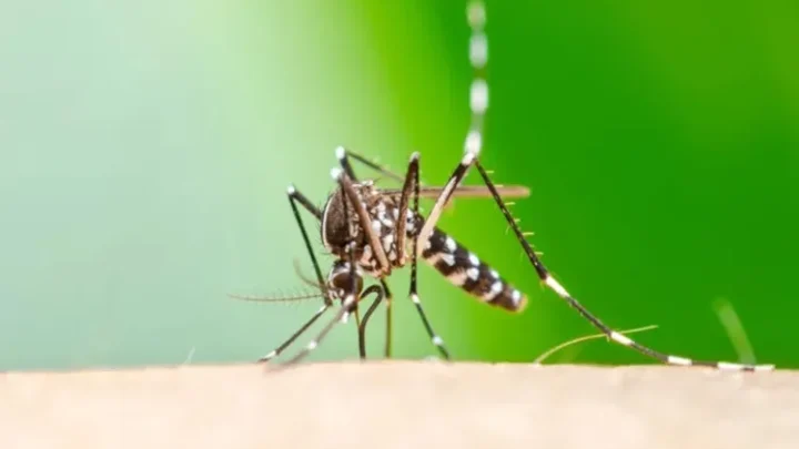 Alerta na Bahia: Casos de chikungunya disparam mais de 150% em 2026
