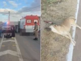 Motociclista fica ferido após atropelar cachorro na BR-030 em Guanambi