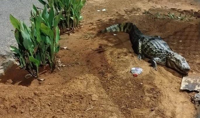 Jacaré surpreende pedestres e é capturado pelo Corpo de Bombeiros em Guanambi