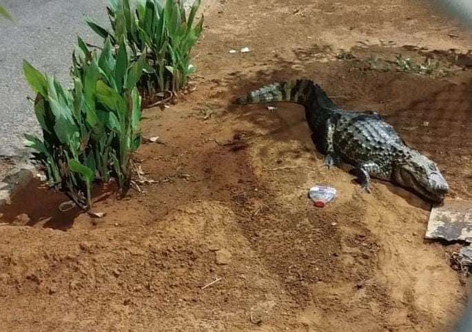 Jacaré surpreende pedestres e é capturado pelo Corpo de Bombeiros em Guanambi