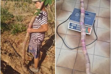 Produtor rural colhe mandioca de quase 2 metros e mais de 4 quilos em Palmas de Monte Alto