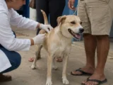 Guanambi realizará primeiro Dia D de vacinação antirrábica no sábado