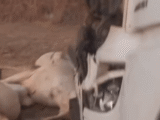 Carreta bate em boiada solta na BR-135 e deixa vários animais mortos em Montalvânia