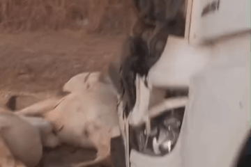 Carreta bate em boiada solta na BR-135 e deixa vários animais mortos em Montalvânia