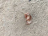 Briga termina com homem tendo a orelha decepada após ataque com faca e facão em Caculé Briga termina com homem tendo a orelha decepada após ataque com faca e facão em Caculé