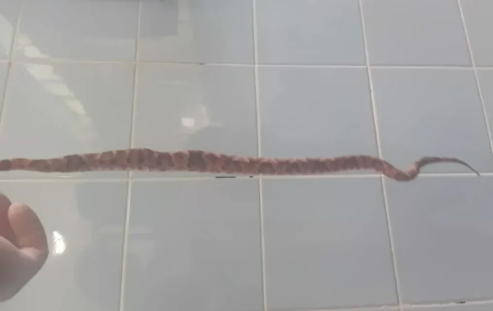 Homem morre após ser picado por cobra em Matina