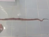 Homem morre após ser picado por cobra em Matina